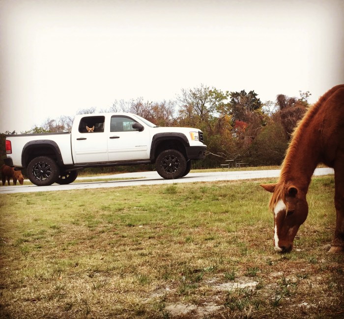 see JoJo in the window?