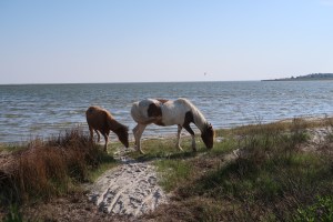 Assateague Island