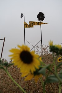 Mount Sunflower