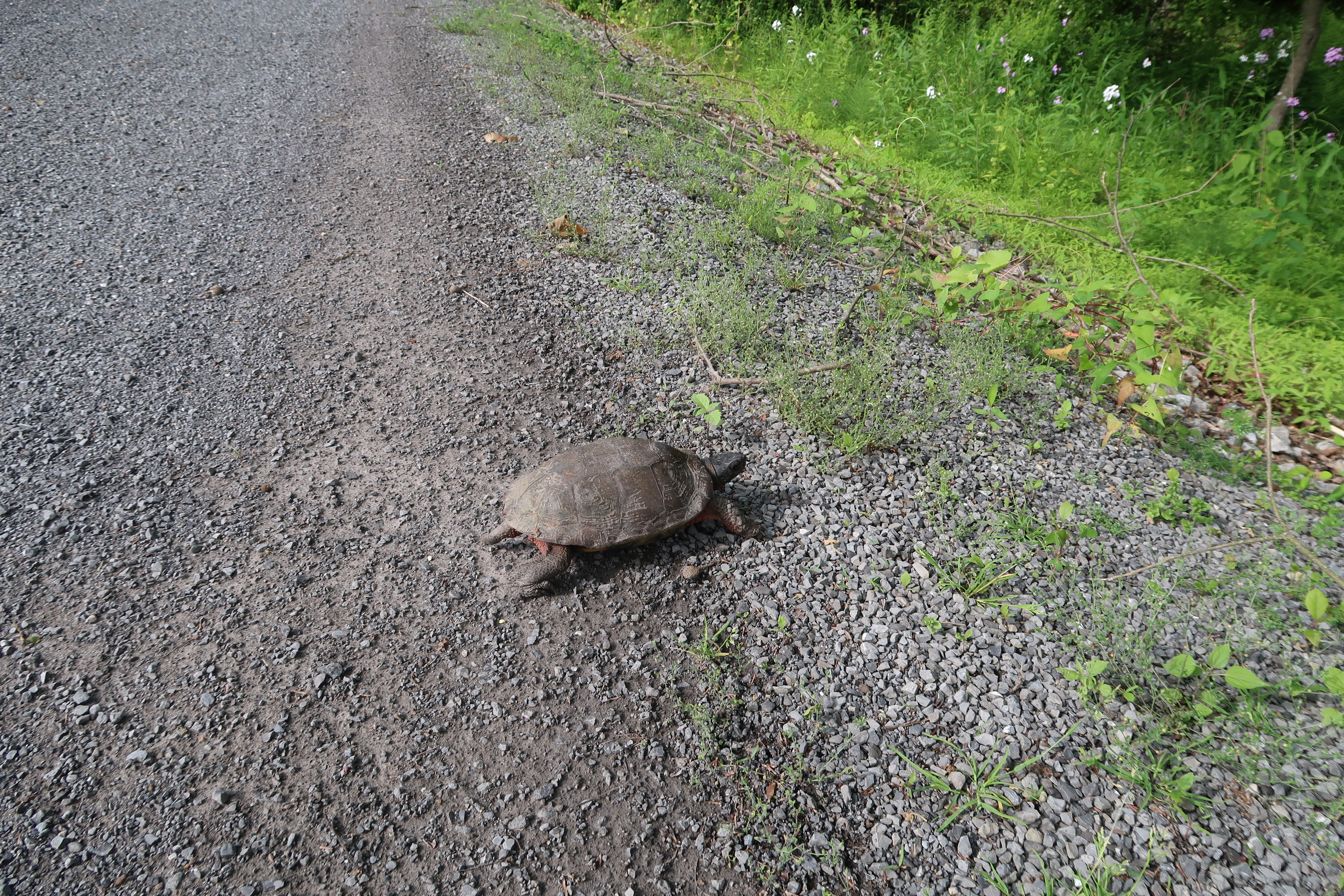 Pine Creek Rail Trail