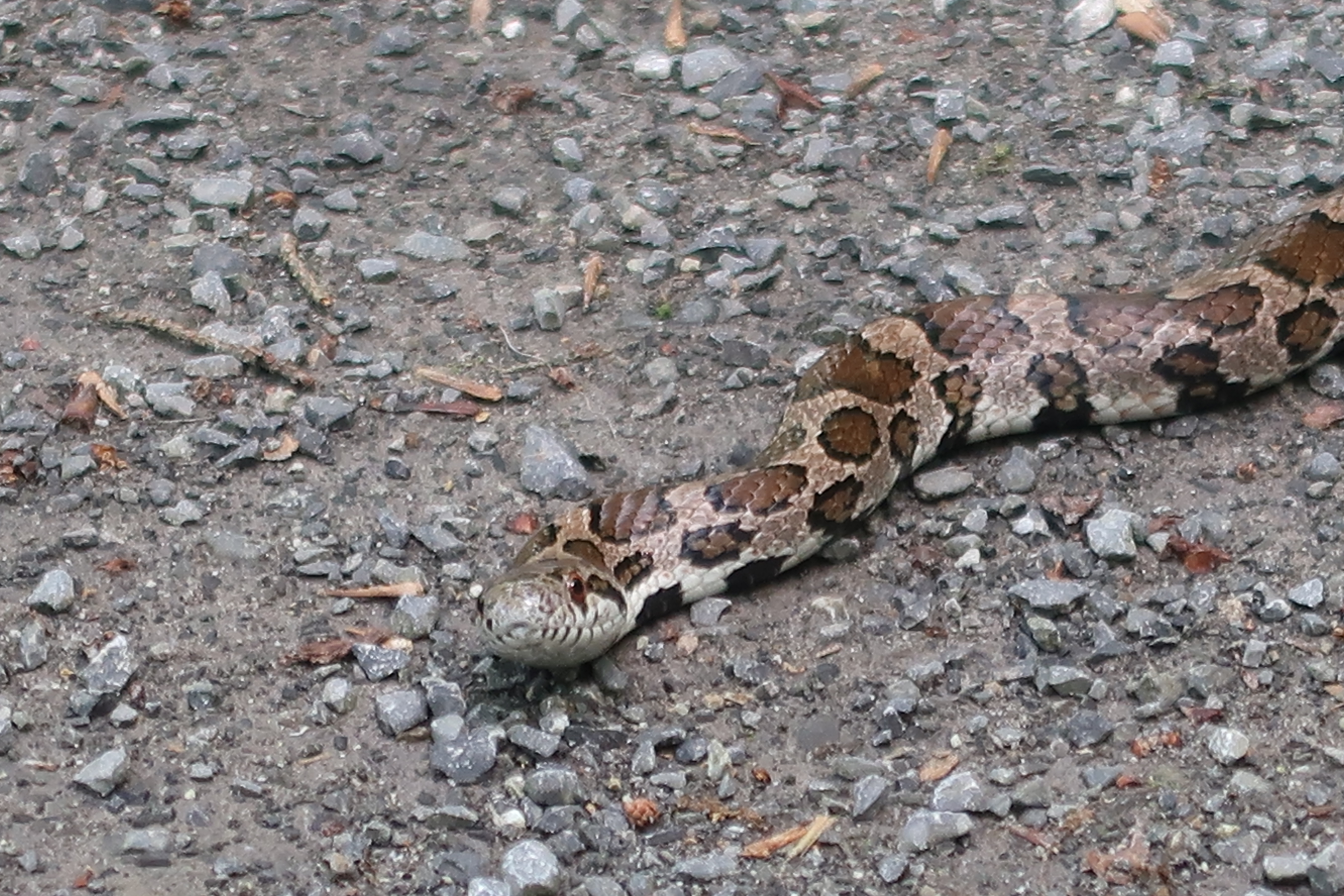 Pine Creek Rail Trail